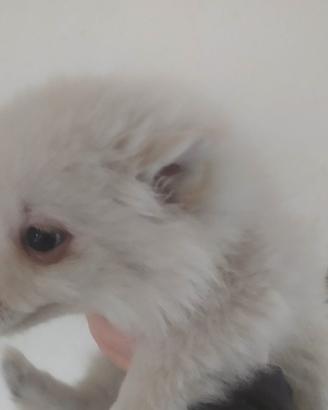Volpino nano tedesco cuccioli