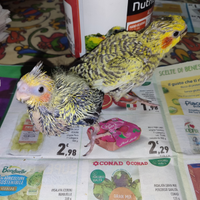 Pulli da imbecco di calopsite