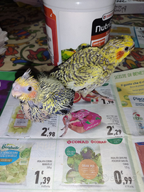 Pulli da imbecco di calopsite