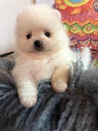 Cucciolata spitz pomerania femmina color bianco