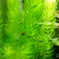 Acquariofilia decorativa naturale