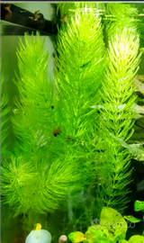 Acquariofilia decorativa naturale