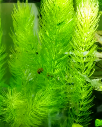 Acquariofilia decorativa naturale