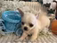 Immagine 4