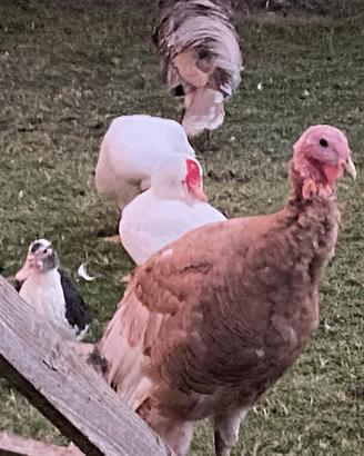 Tacchini