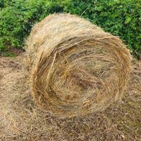 ROTOLI DI FIENO 120X120 E BALLETTE ANNO 2025