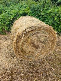 ROTOLI DI FIENO 120X120 E BALLETTE ANNO 2025