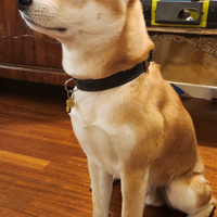 Shiba inu maschio per monta. Hermes