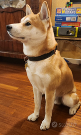 Shiba inu maschio per monta. Hermes