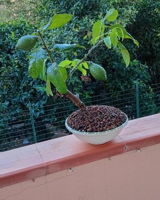 bonsai di limone 