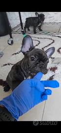 Cuccioli di bulldog francese bringee