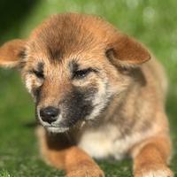 Shiba inu