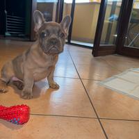 Bulldog francese cucciolo