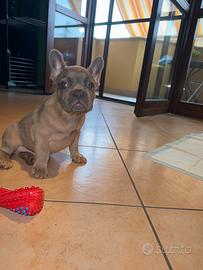 Bulldog francese cucciolo