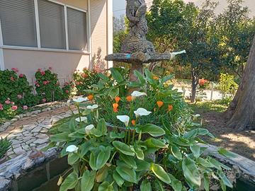 AGOSTO 1--15 in CENTRO 50mt dal MARE