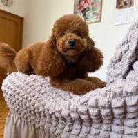 Barboncino toy con pedigree ENCi per accoppiamento