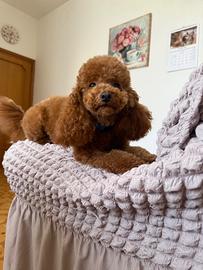 Barboncino toy con pedigree ENCi per accoppiamento