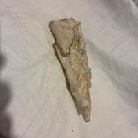 Roccia calcarea minerale