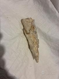 Roccia calcarea minerale