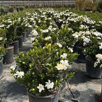 GARDENIA JASMINOIDES RADICANS RESISTENTE
