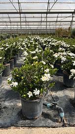 GARDENIA JASMINOIDES RADICANS RESISTENTE