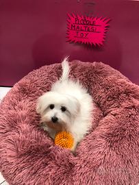 Matese taglia piccola