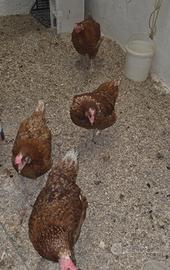 Galline ovaiole
