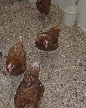 Galline ovaiole