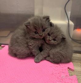 Cuccioli scottish fold