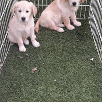 Golden retriever cuccioli