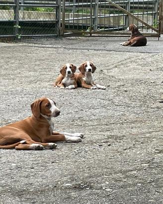 Cuccioli segugio