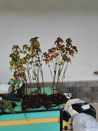 piante liquidambar per boschi bonsai prebonsai