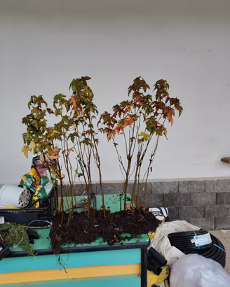 piante liquidambar per boschi bonsai prebonsai