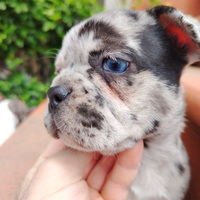 Bulldog francesi cuccioli