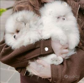 Spitz di Pomerania nano