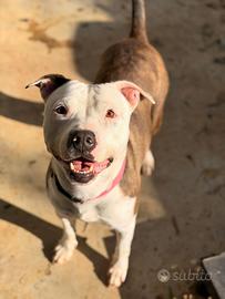 Nala cagnolina meravigliosa 2 anni