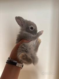 Conigli nani testa di leone