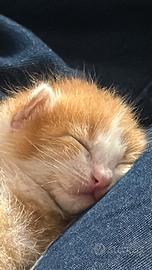 Gattino amorevole