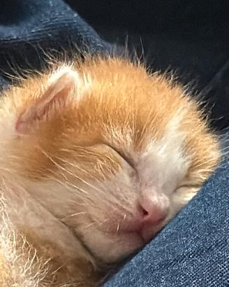 Gattino amorevole