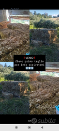 Fieno 1° taglio