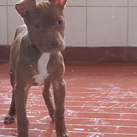 Pitbull amstaff