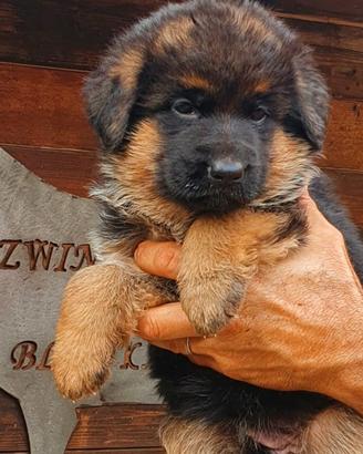 Cuccioli Pastore Tedesco da Allevamento ENCI