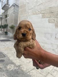 Cuccioli di Cocker Spaniel
