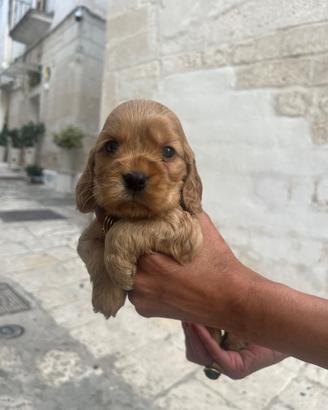 Cuccioli di Cocker Spaniel