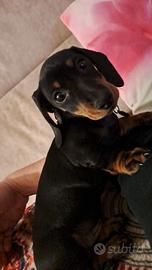 Cucciola di bassotto dachshund