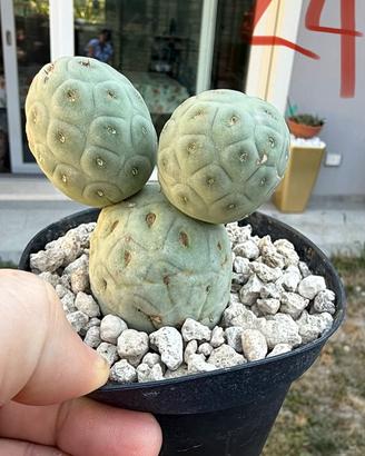 Cactus vari tipi