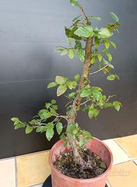 Bonsai 