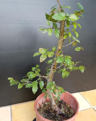 Bonsai 