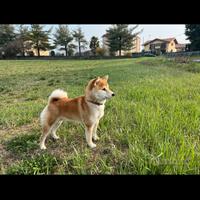 Shiba inu per accoppiamenti
