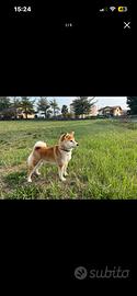 Shiba inu per accoppiamenti